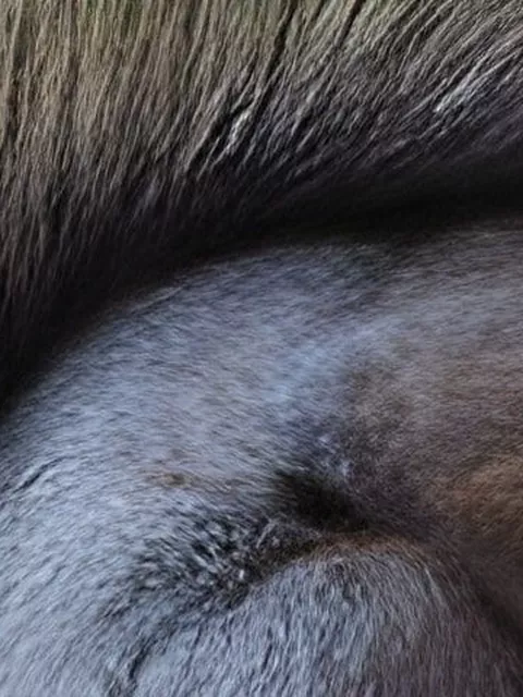 【無修正】ワレメパックリ‼ 剛毛栗トリス画像を集めてみたｗｗｗ