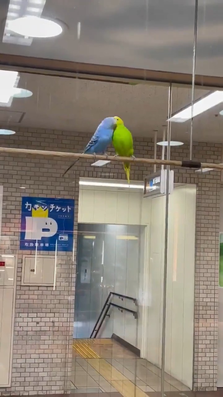 【悲報】インコの淫行、エロい