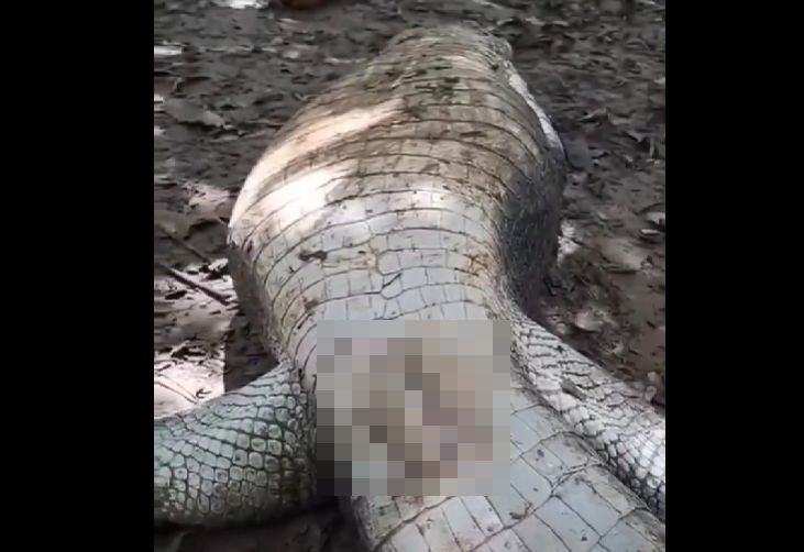 【動画】ワニの性器、想像以上に工ロかったｗｗｗｗｗｗｗｗ