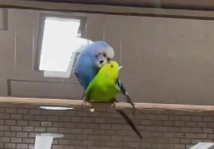【悲報】インコの淫行、工ロいｗｗｗｗｗｗｗｗｗｗｗｗｗ