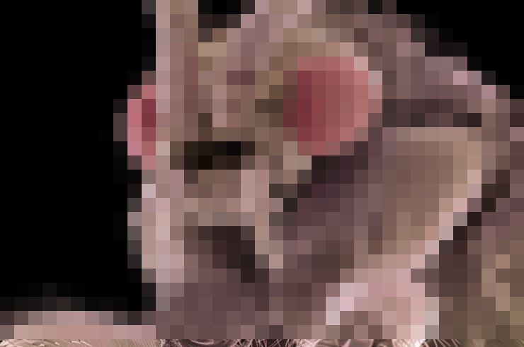 【閲覧注意】顕微鏡で見たハエさん、完全にラスボスｗｗｗｗｗｗｗｗ