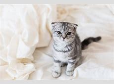 「スマホで我慢してた猫動画…ついに大画面で爆笑＆癒され祭りキター！」日本初上陸決定