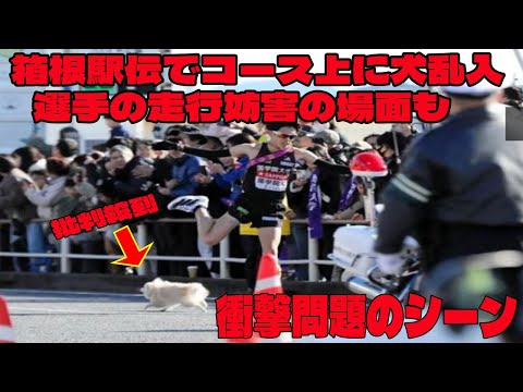 【箱根駅伝】ポメラニアンが箱根駅伝に乱入！？ 白バイ大追跡＆選手が神ジャンプ回避「ポメラニア～ンジャーンプ」衝撃映像