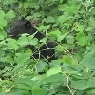 【悲報】磐越道にクマ出没→後続4台が次々と乗り上げる事態に