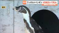 【悲報】フンボルトペンギン4羽が全滅…最後の1羽も死んで展示中止に