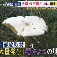 【驚愕】大阪の公園に毒キノコ続々　原因は今年の梅雨なのか