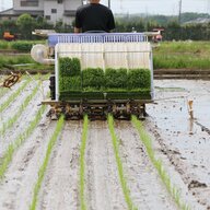日本の米がヤバい？猛暑で品質崩壊→高温耐性米に切替か