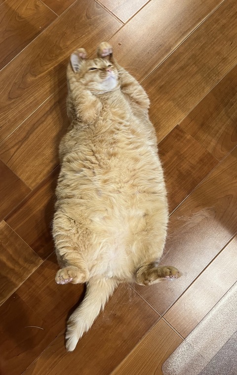 (´･ω･`)明日はおやすみでごわす