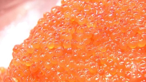 【北海道・鮭】サケがやばいwww借金増えまくりで???！？ちょｗこれどうするの？