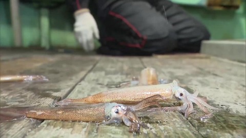 【北海道】 函館スルメイカ初競りが史上初の中止、漁師「もう廃業だ」！