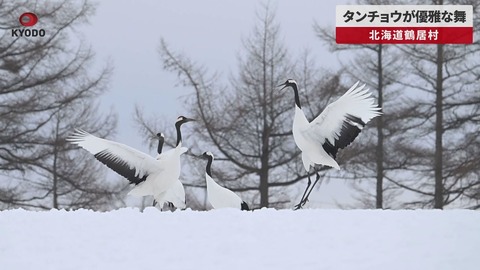 幻想的すぎる…！タンチョウの求愛ダンスが話題に