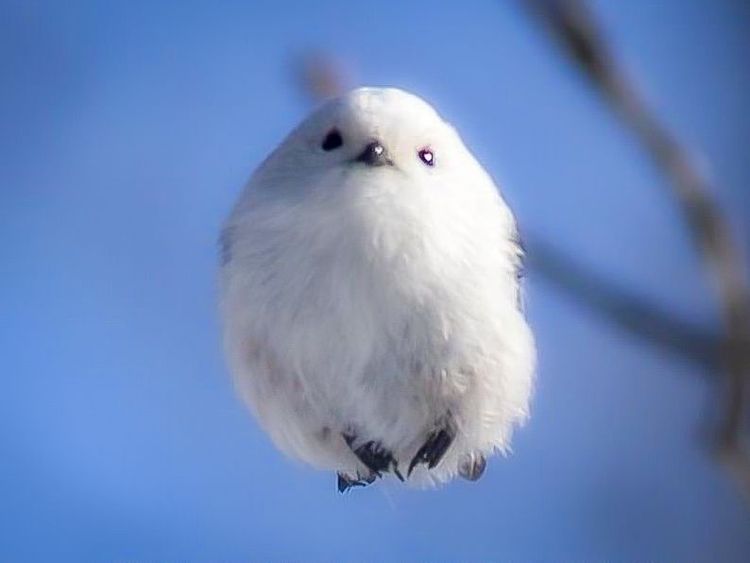 【北海道】1月20日は「シマエナガの日」です (=^・^=)